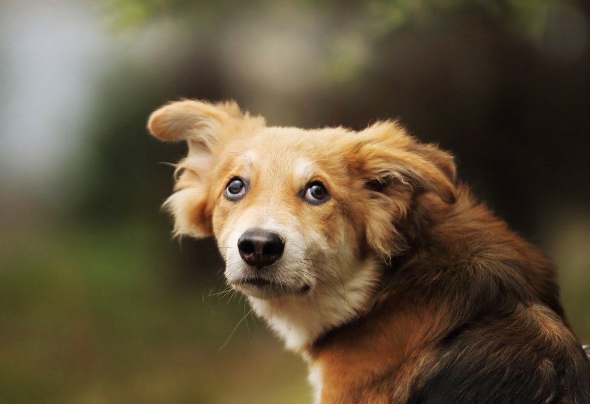 Дворняга собака