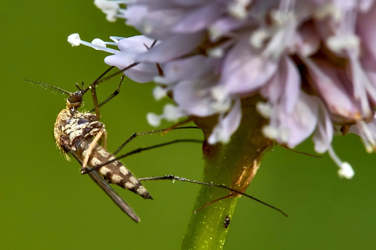 Букашки комар