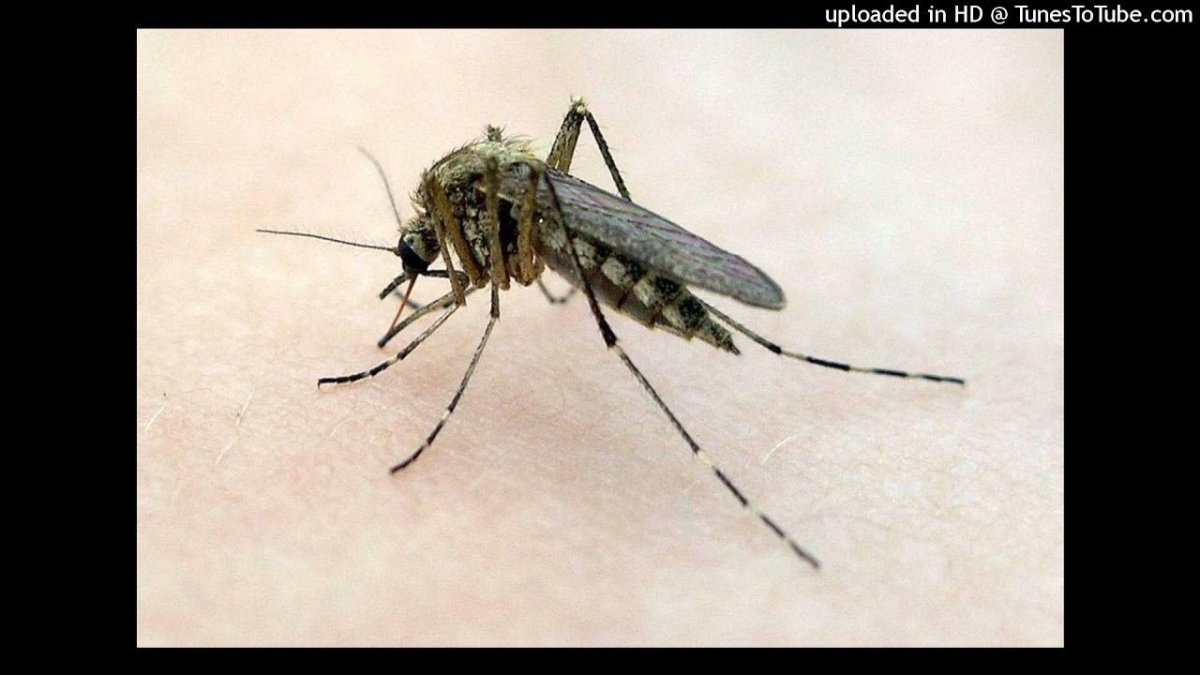 Длинноусые Двукрылые