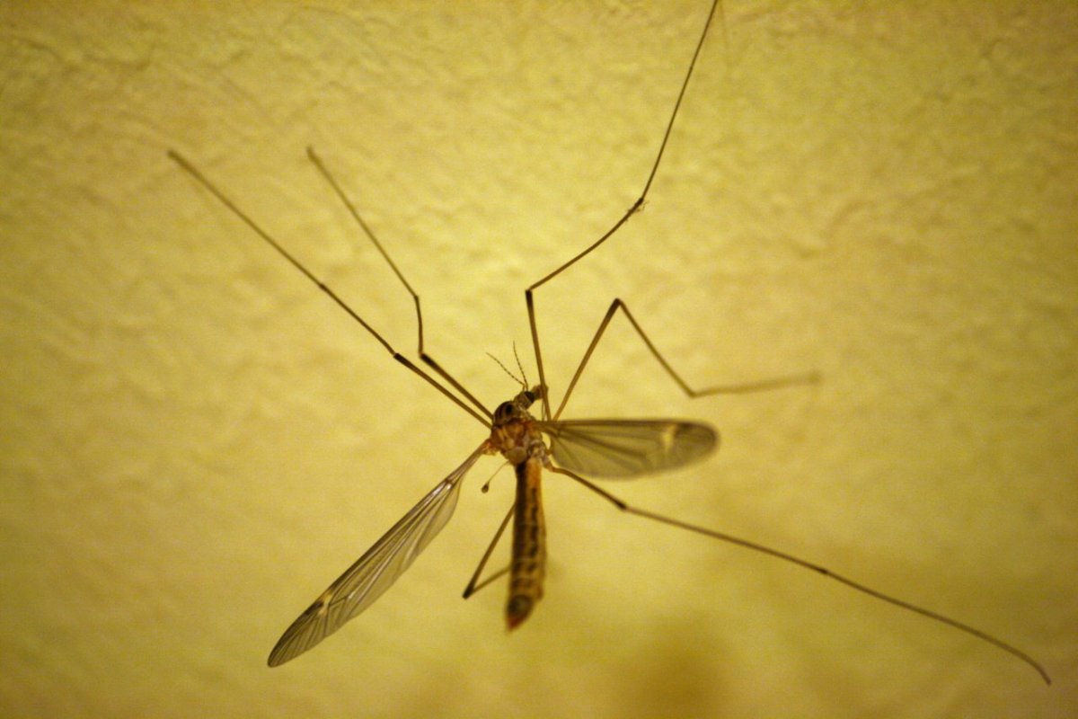 Насекомые похожие на комаров
