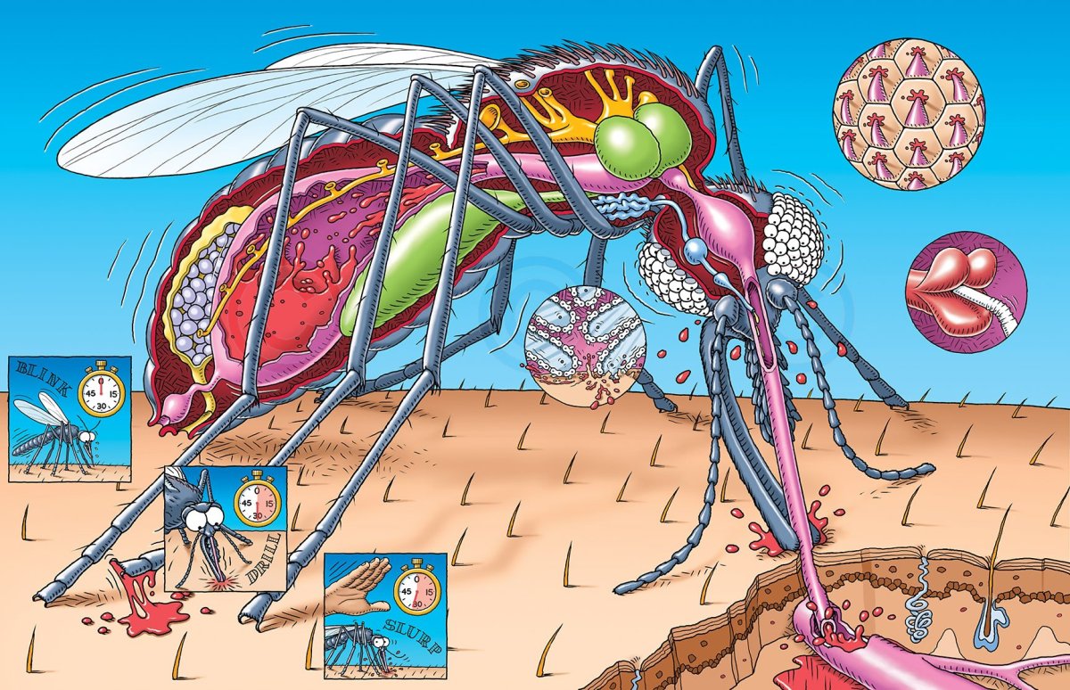 Комар в разрезе