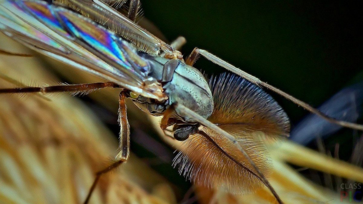 Комар макро