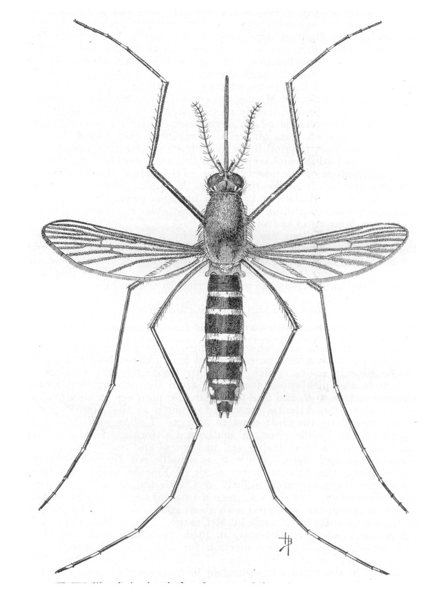 Комар рисунок
