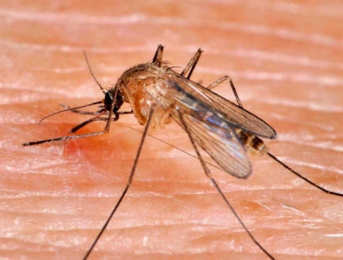 Комаров Culex pipiens