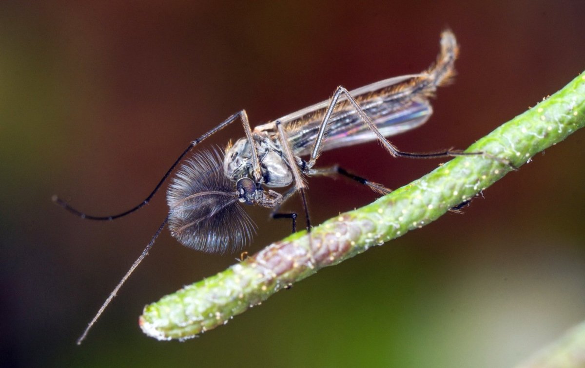 Chironomidae комары