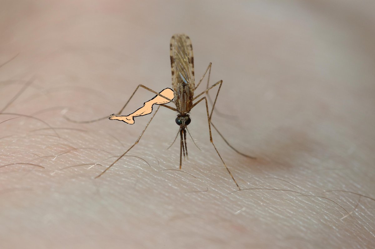 Малярийный комар анофелес