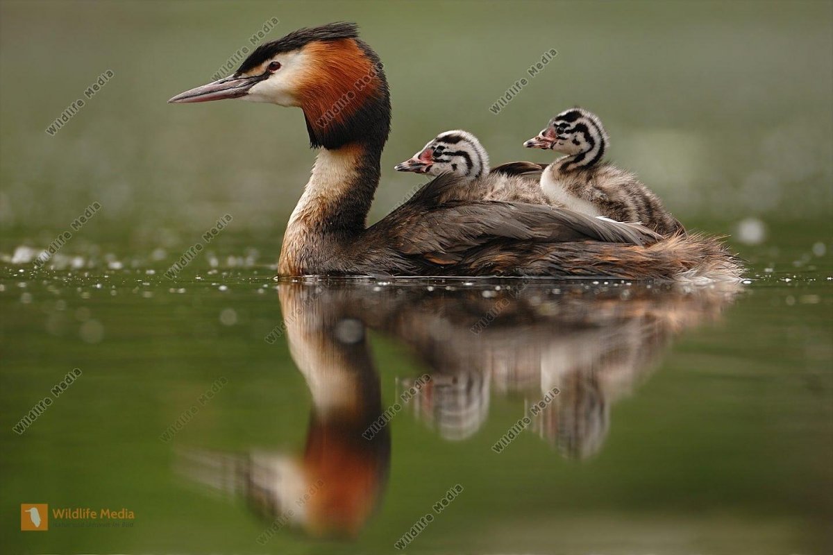 Черный Аист в Белоруссии