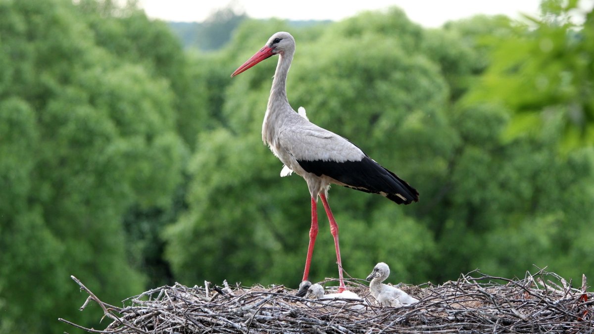Названия птиц на белорусском