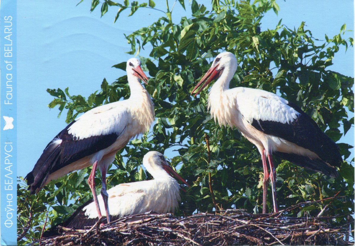 Восточная сиалия птица