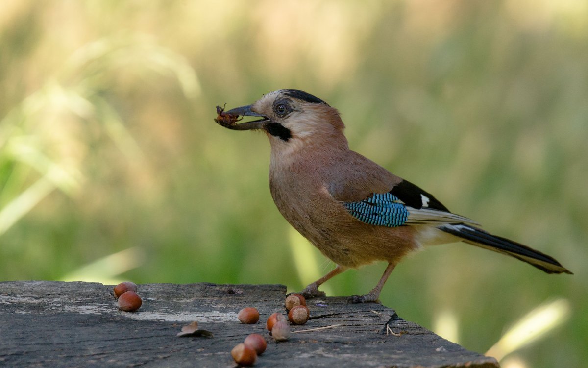 Усатая синица голос