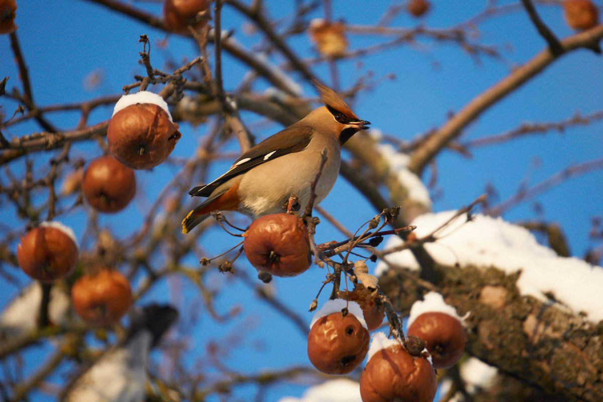 Снегирь в полете