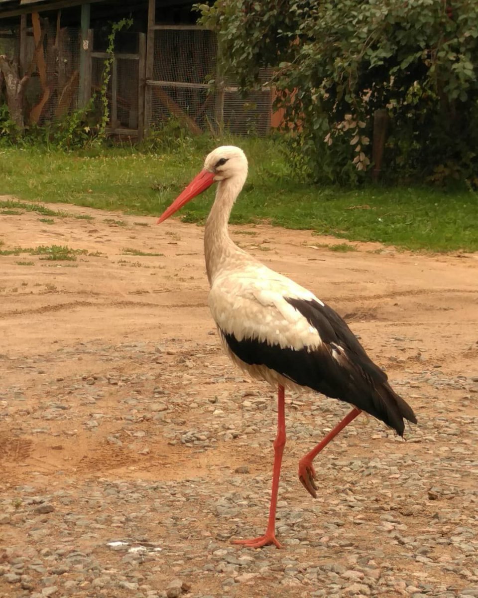 Птицы в лесу