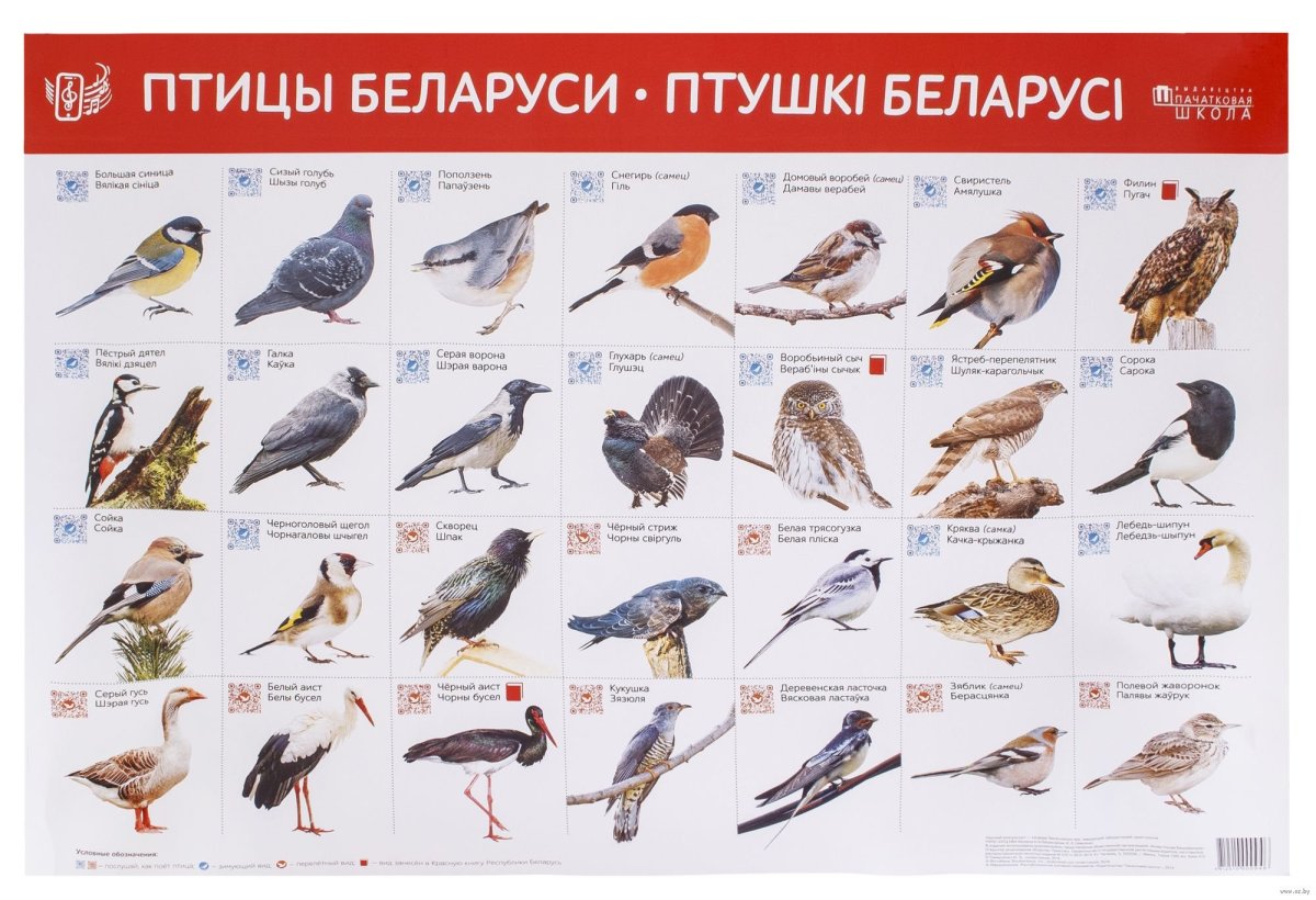 Удод Степной дятел