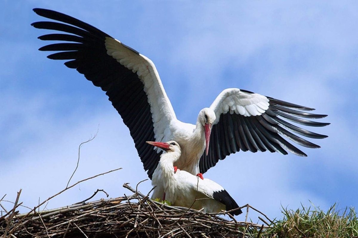 Синица белая лазоревка