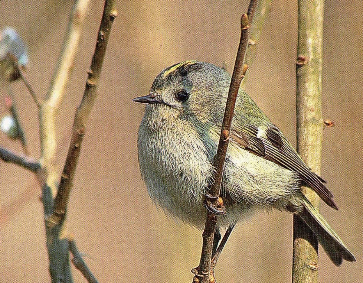 Названия птиц на белорусском