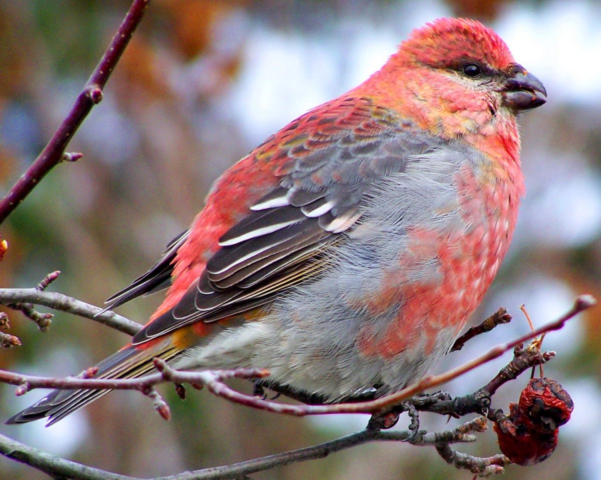 Варакушка птица