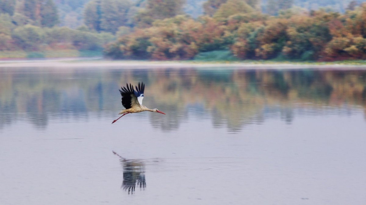 Гнездо сойки