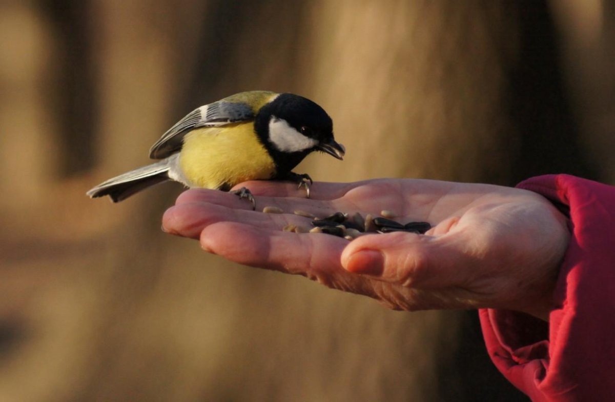 Удод обыкновенный