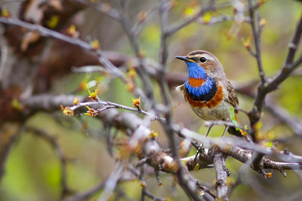 Звери и птицы Беларуси