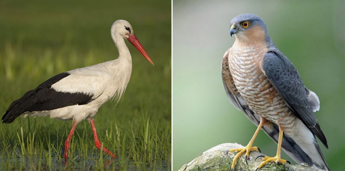 Птицы в осеннем лесу