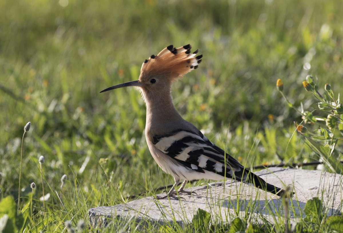 Пернатые птицы РБ