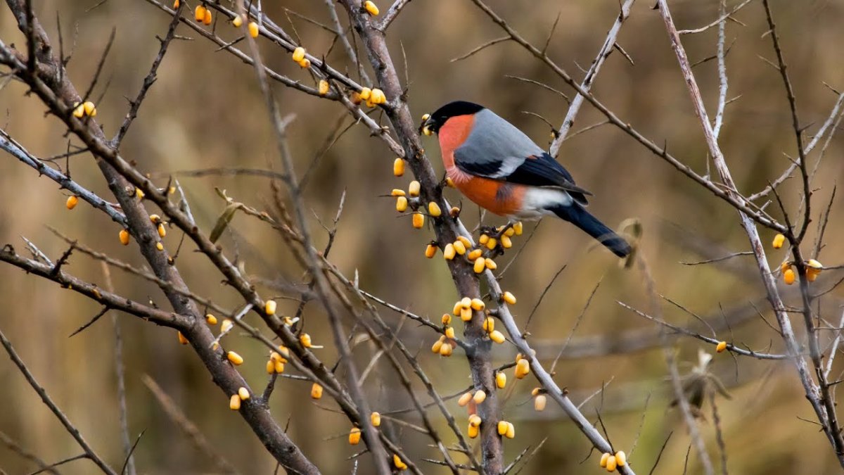 Красивый лес с птицами
