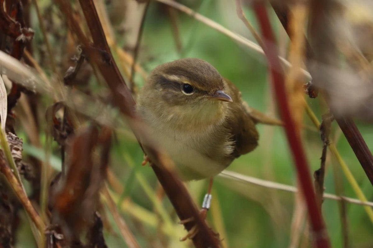 Наша птичка