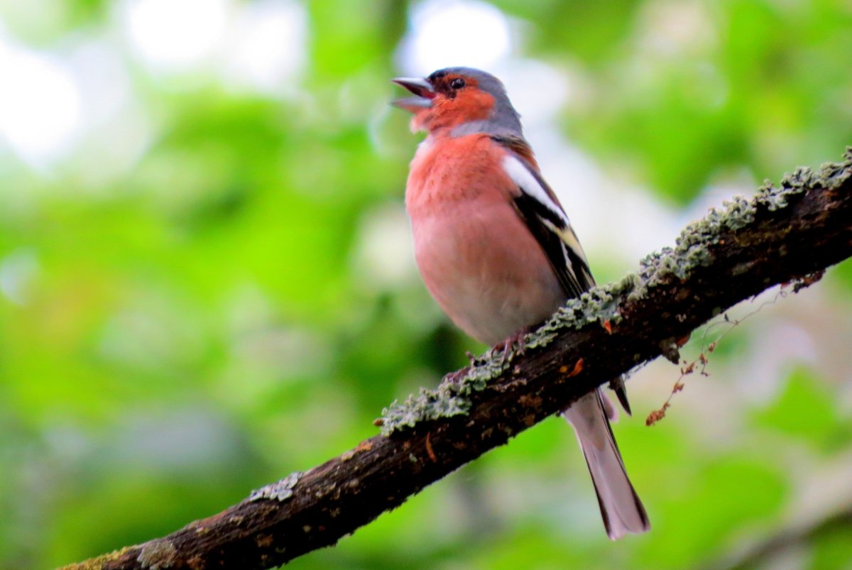Животный мир Беларуси
