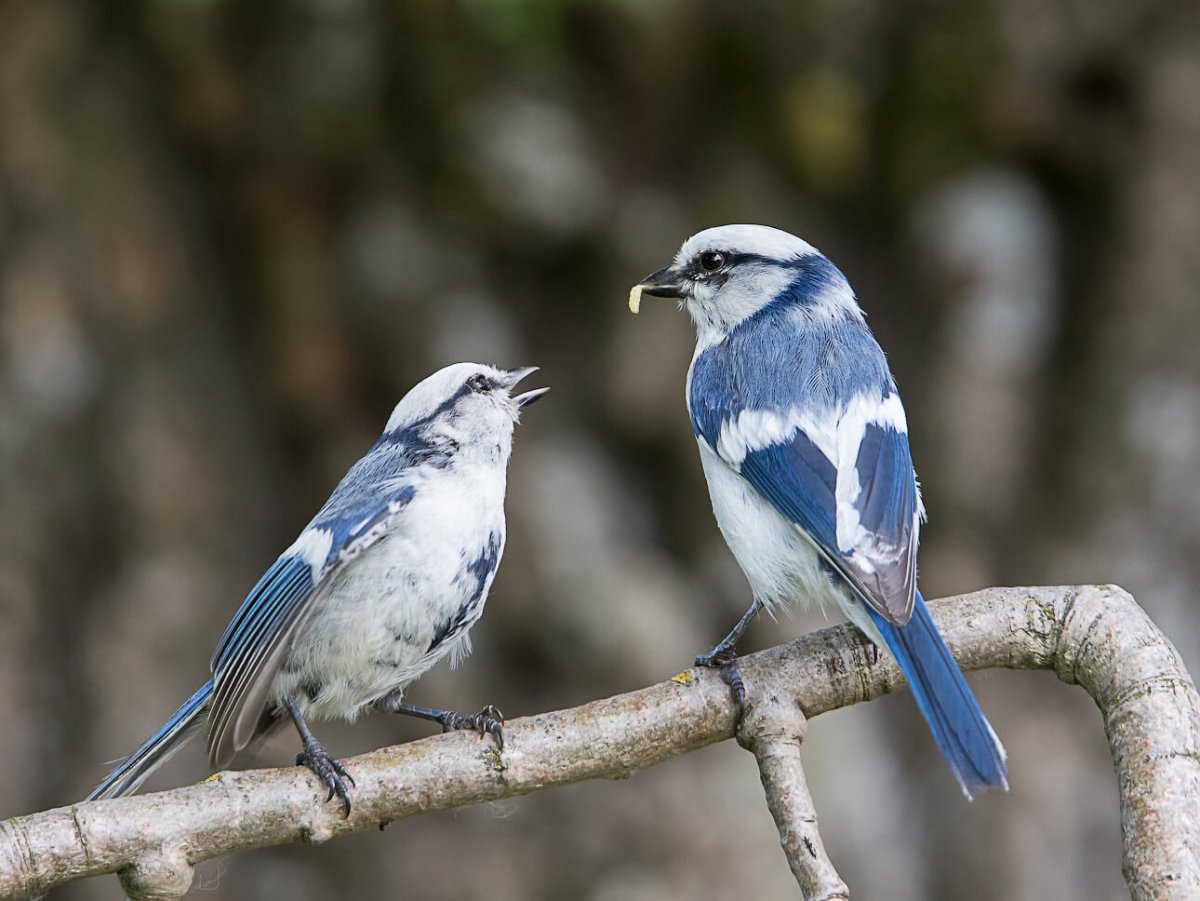 Белоруссия птицы и животные фото