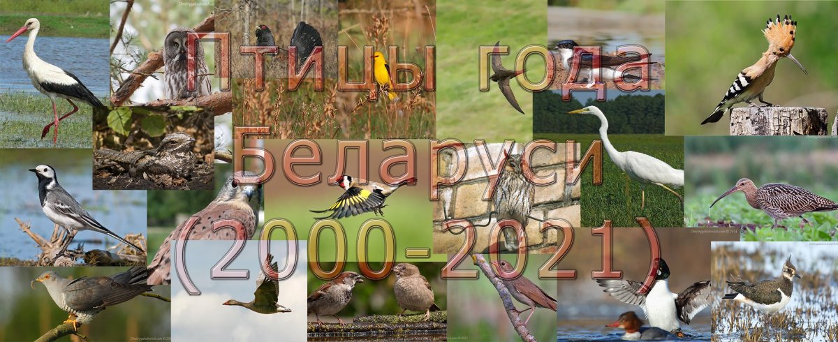 Чем кормить зимующих птиц