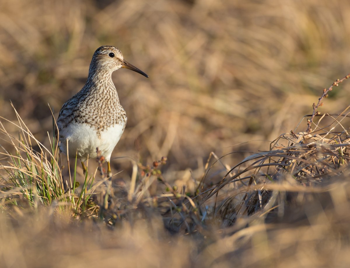 Синичка на ладони