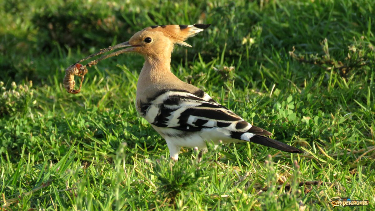 Птицы Беларуси