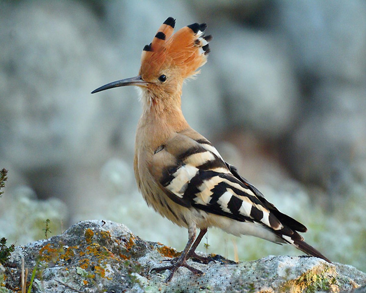 Птицы Беларуси