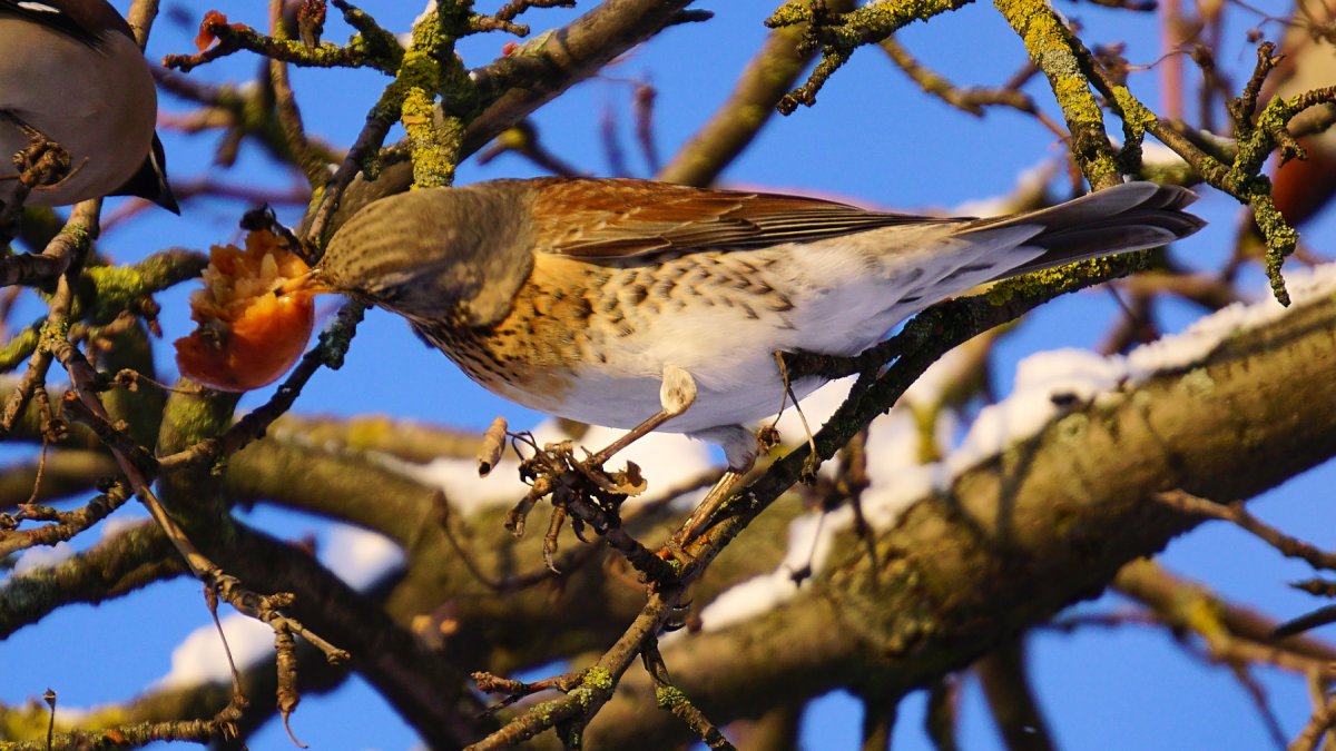 Арол и АРОДЛ