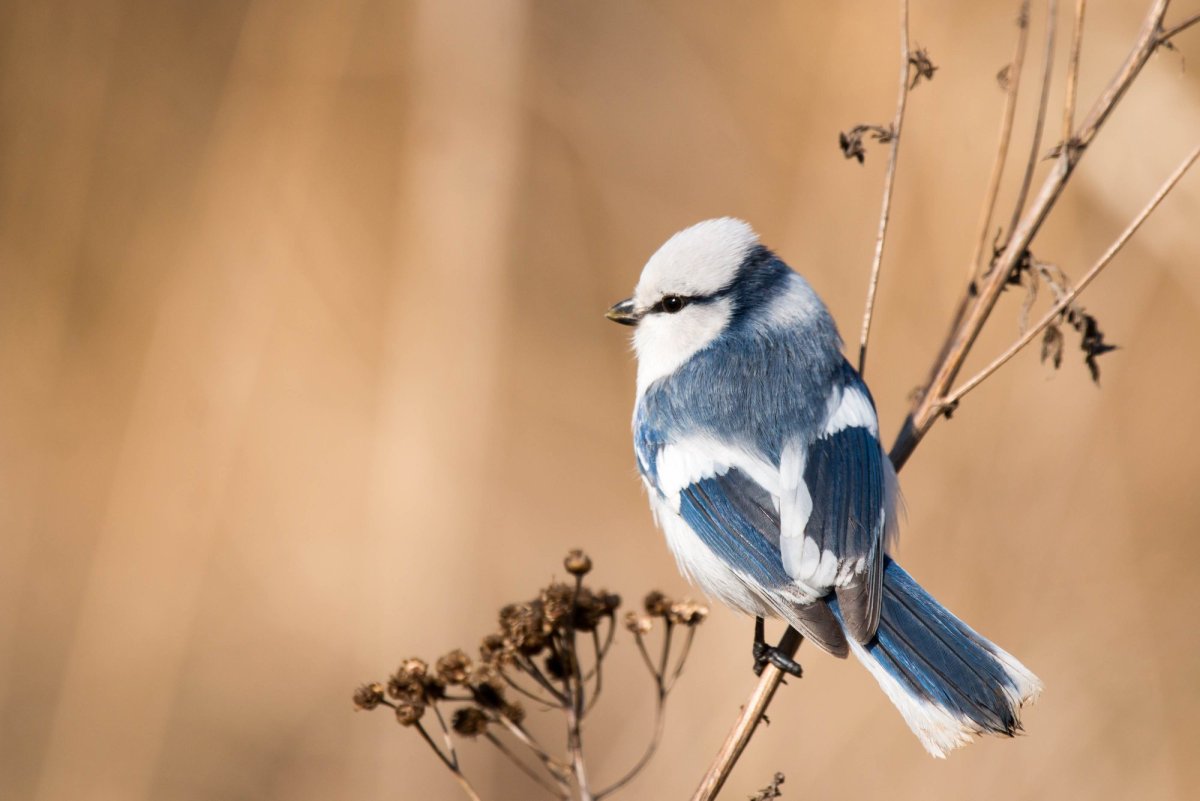 Чомга с детенышами