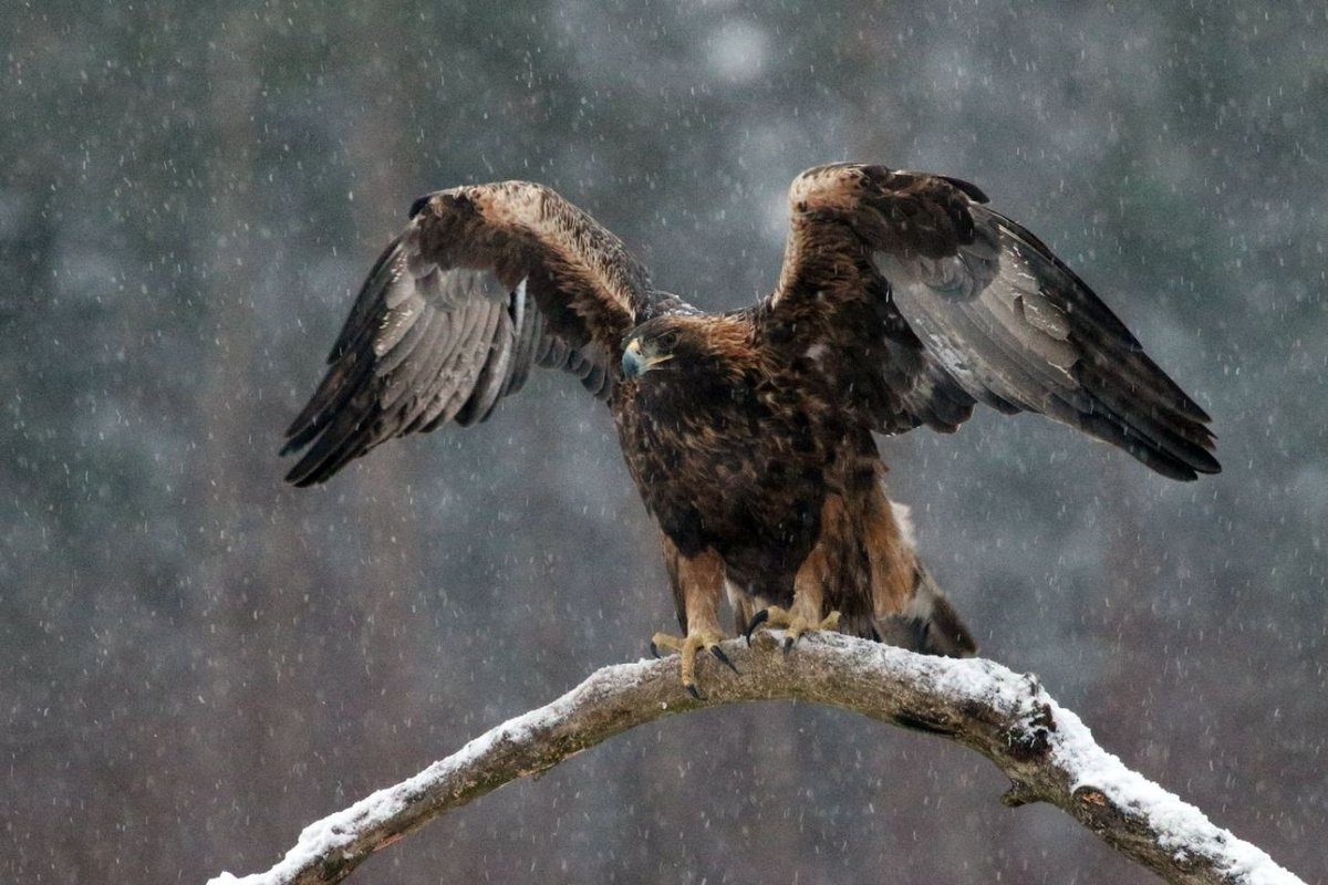 Птицы плагин