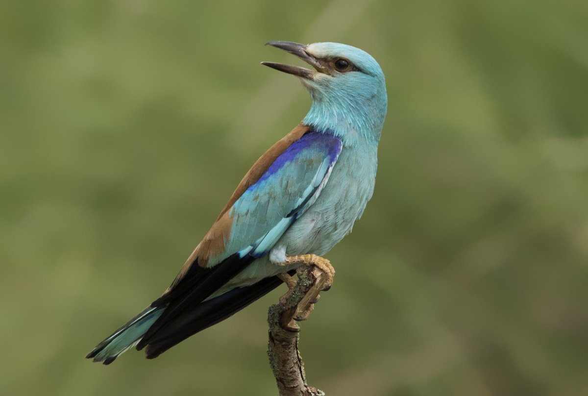 Свиристель Карельский