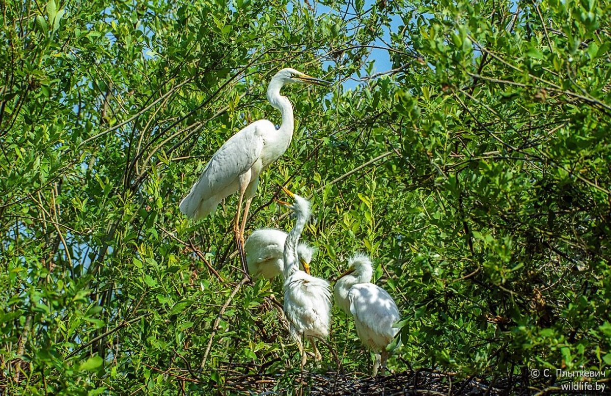 Зимующие птицы средней полосы России