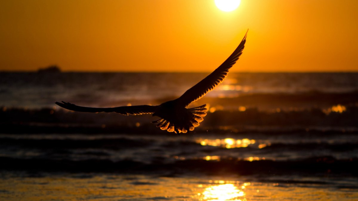 Орел над морем