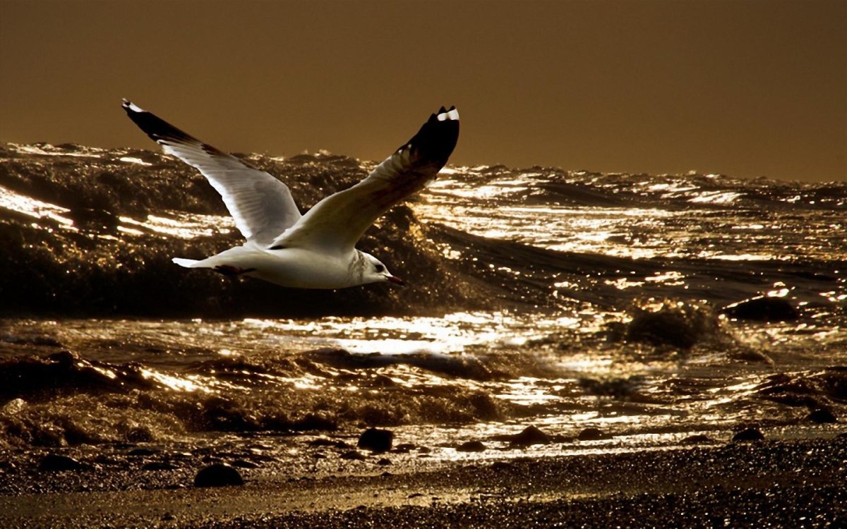 Море, Чайки