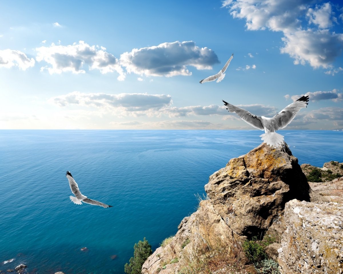 Море, Чайки