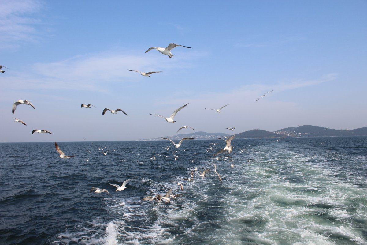 Альбатрос Анапа птица