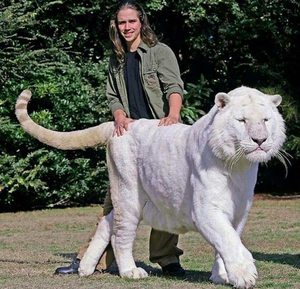 Лигр Геркулес гибрид Льва и тигра