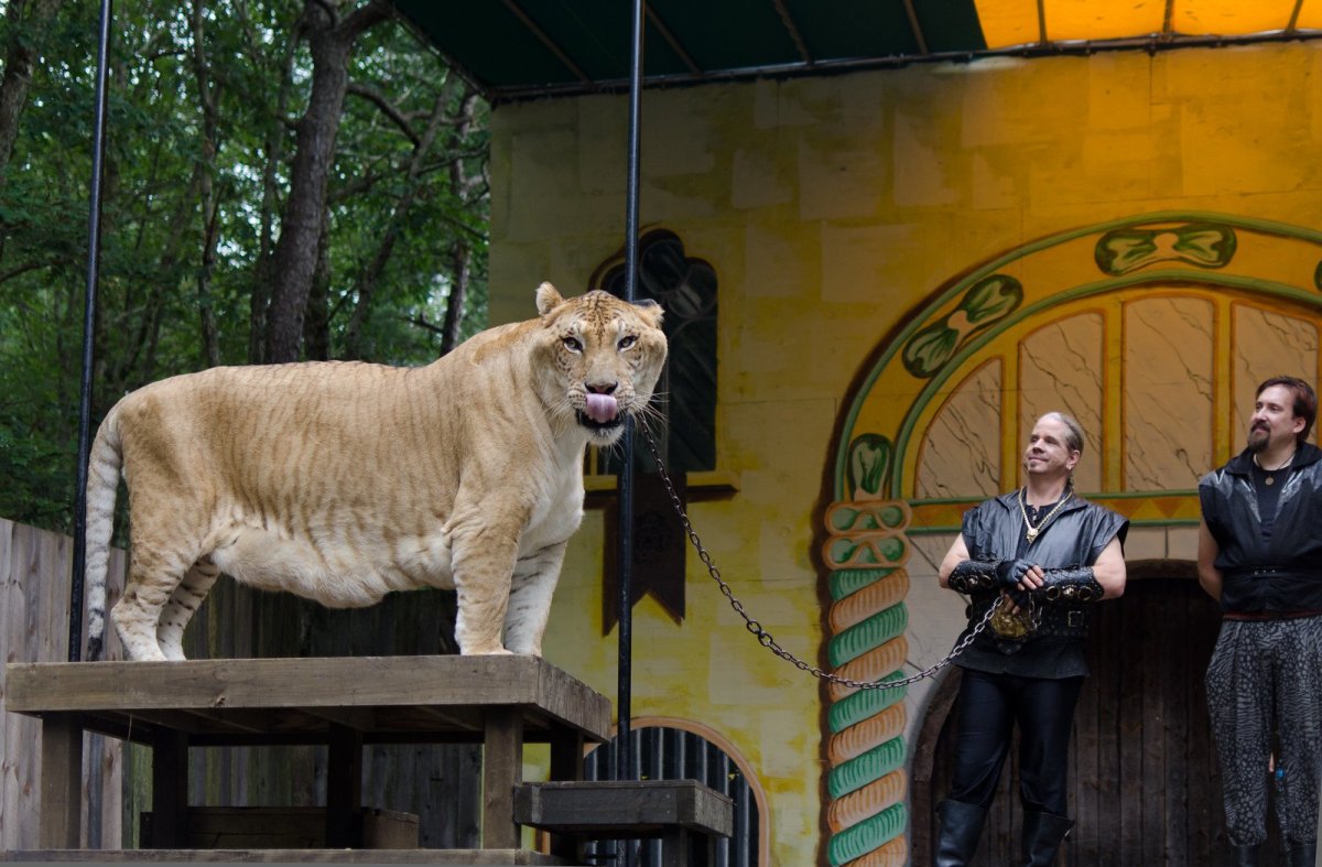 Лигр Аполлон