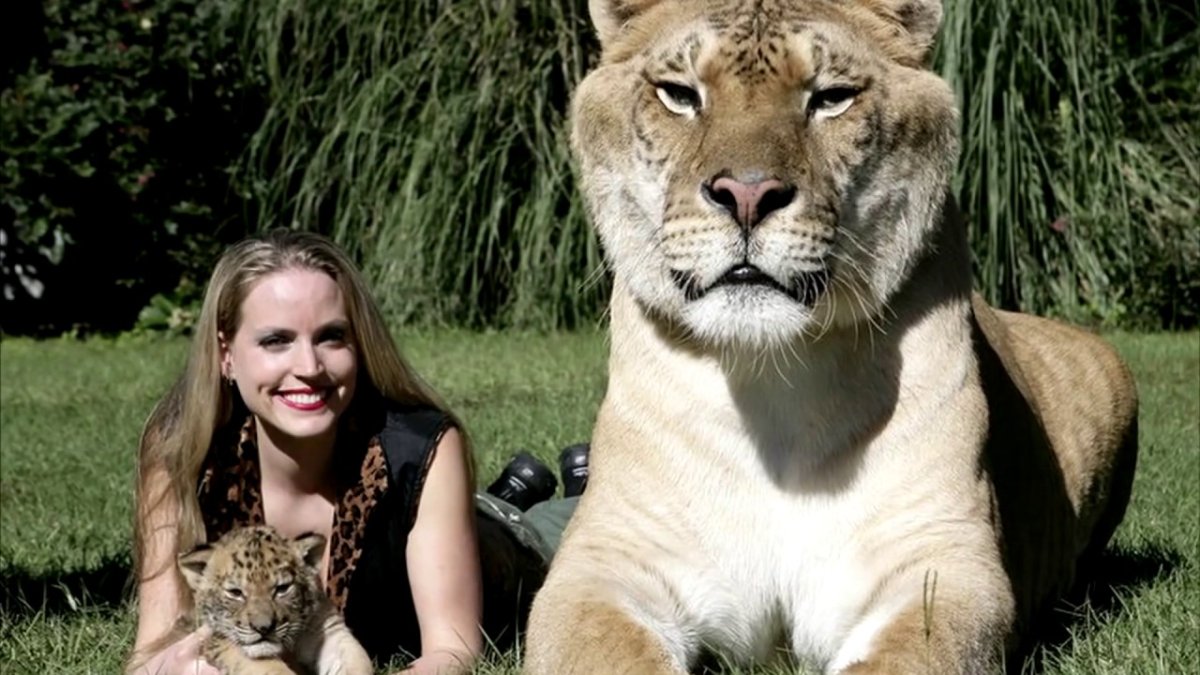 Самый крупный Лигр Геркулес