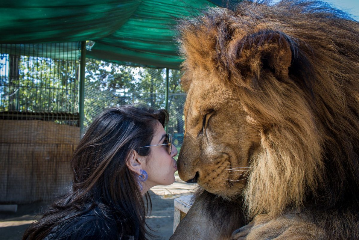 Белый Лигер