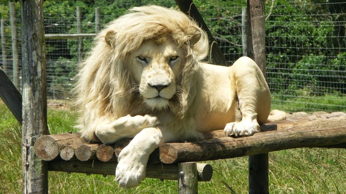 Лев и тигр скрещенные