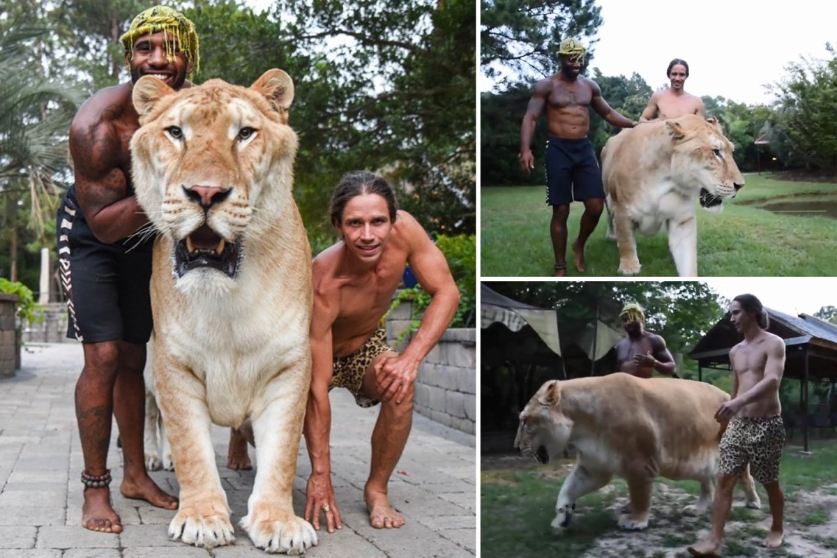 Геркулес Лигр рост