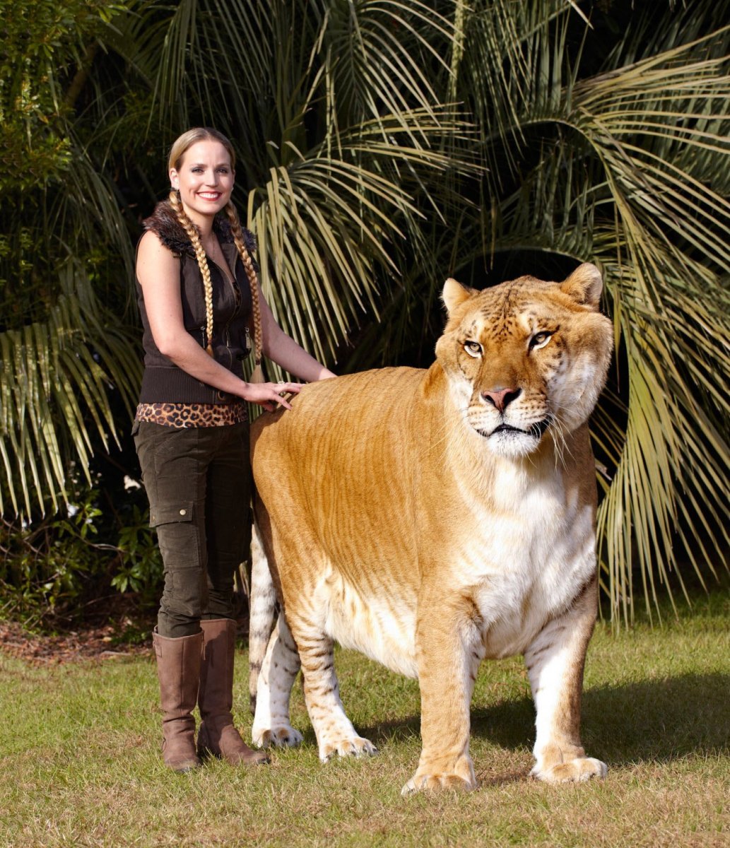 Самый большой лев в мире