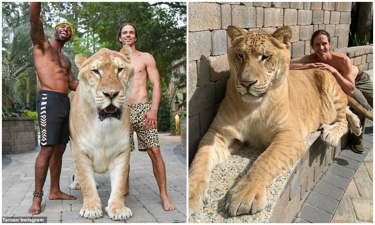 Лигр Аполлон